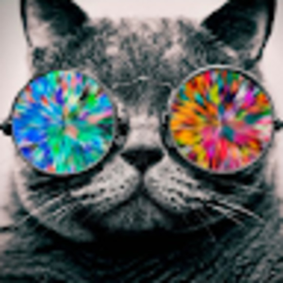 Meet your Posher, Hudson - Picture 1 of 1